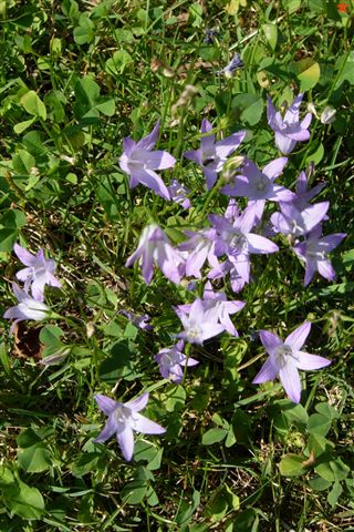 Campanula cochleariifolia e Campanula patula